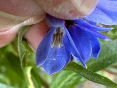 Billardiera heterophylla