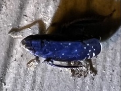 Scaphytopius frontalis