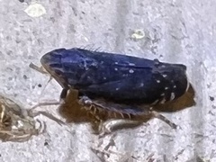 Scaphytopius frontalis