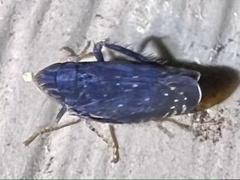 Scaphytopius frontalis