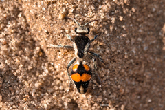 Traumatomutilla ocellaris