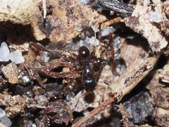 Pheidole metallescens