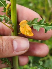 Eulobus californicus