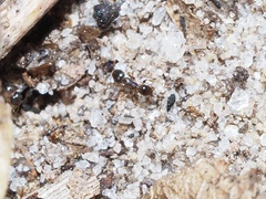 Pheidole metallescens