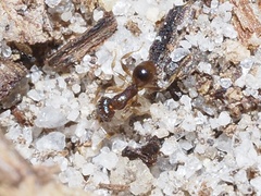Pheidole metallescens