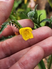 Eulobus californicus