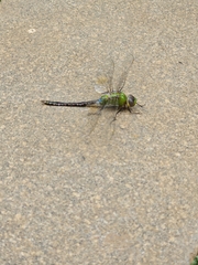 Anax guttatus