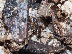 Pheidole metallescens
