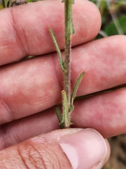 Eulobus californicus