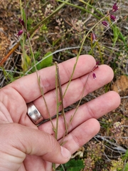 Eulobus californicus