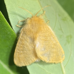 Megalopyge pyxidifera