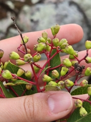 Heteromeles arbutifolia