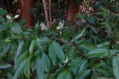 Nectandra coriacea