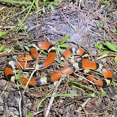 Cemophora coccinea coccinea
