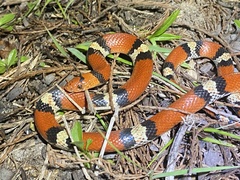 Cemophora coccinea coccinea