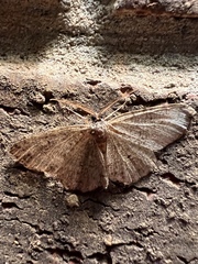 Melanolophia signataria