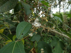 Miconia albicans