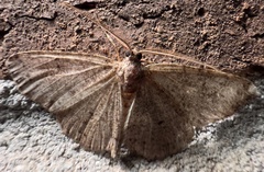 Melanolophia signataria