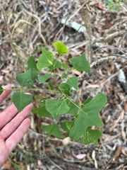 Erythrina vespertilio