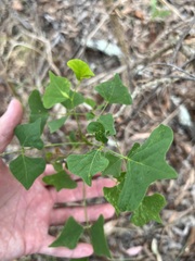 Erythrina vespertilio