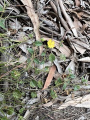 Goodenia rotundifolia