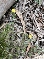 Goodenia rotundifolia