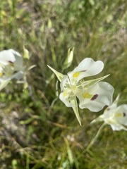 Calochortus eurycarpus