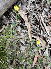 Goodenia rotundifolia