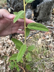 Sida hackettiana