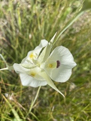 Calochortus eurycarpus