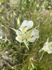 Calochortus eurycarpus