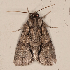Acronicta transvalica