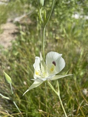 Calochortus eurycarpus