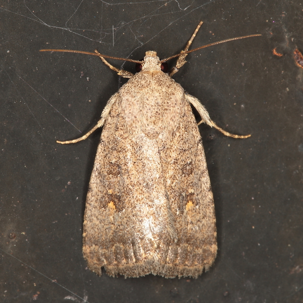 Athetis flavipuncta