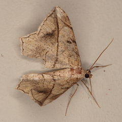 Chiasmia simplicilinea