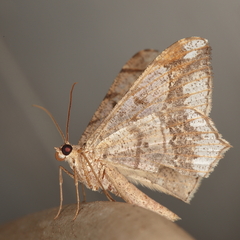 Chiasmia simplicilinea