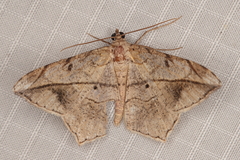 Chiasmia simplicilinea