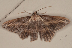 Chiasmia simplicilinea