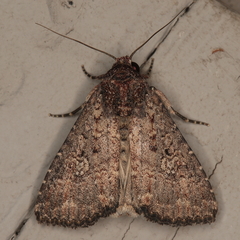 Condica capensis