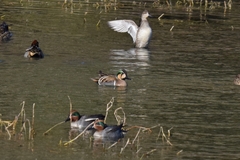 Sibirionetta formosa