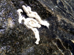 Galeolaria caespitosa