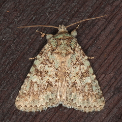 Diphtherocome verbenata