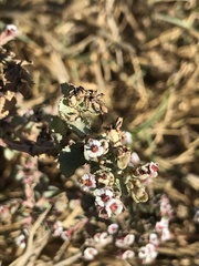 Euphorbia leucophylla