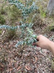 Acacia podalyriifolia