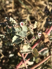 Euphorbia leucophylla