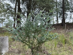 Acacia podalyriifolia