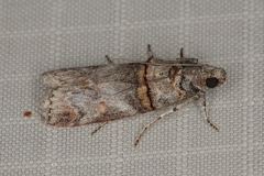 Hypargyria metalliferella
