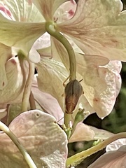 Balta bicolor