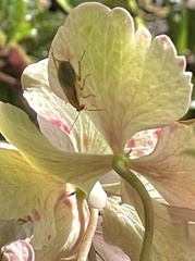 Balta bicolor
