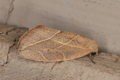 Neaxestis acutangula